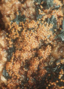 Nectria peziza Mushroom