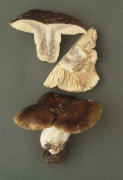 Russula adusta 2 Mushroom