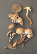 Hypholoma capnoides2 Mushroom