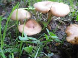 Marasmius oreades4