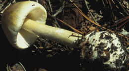 Amanita phalloides5.jpg