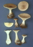 Clitocybe clavipes Mushroom