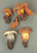 Boletus queletii Mushroom