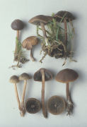 Panaeolus ater Mushroom