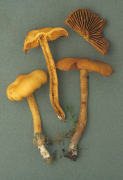 Cortinarius gentilis3 Mushroom