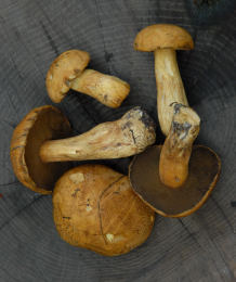 Suillus variegatatus 6 Mushroom