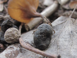 Sclerotinia tuberosa