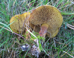Suillus americanus 4