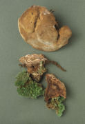 Hydnellum spongiosipes Mushroom