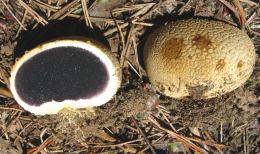 Scleroderma citrinum3