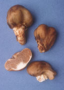 Thaxterogaster pingue Mushroom