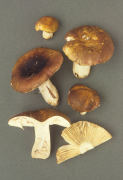 Russula graveolens4.jpg Mushroom