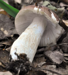 Russula graveolens 2.jpg
