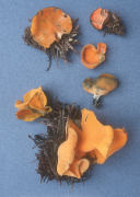 Caloscypha fulgens Mushroom