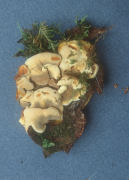 Inonotus radiatus Mushroom