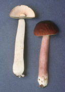 Boletus separans2 Mushroom