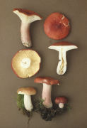 Russula sanguinea 3 Mushroom