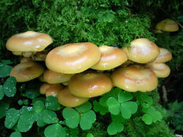 Pholiota mutabilis2