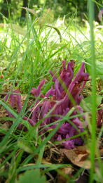 Clavulina amethystina