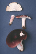 Russula brunneola Mushroom