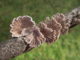 Schizophyllum commune2