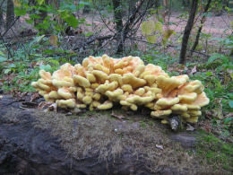 Laetiporus sulphureus 008