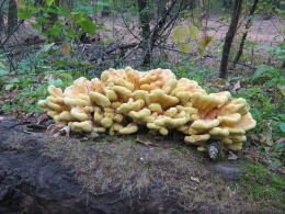 Laetiporus sulphureus   008