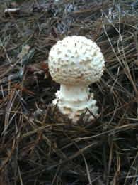 Amanita cokeri3