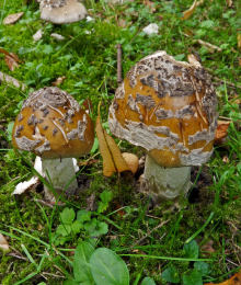 Amanita ceciliae3