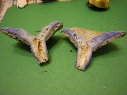 Lactarius indigo 17