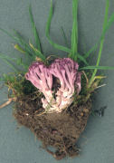 Clavulina amethystina Mushroom
