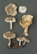 Inocybe patouillardii 2 Mushroom