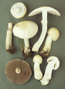 Agaricus arvensis Mushroom