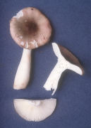 Russula gracilis Mushroom