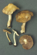 Inocybe margaritispora Mushroom