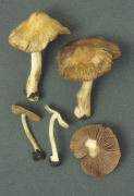 Inocybe margaritispora Mushroom