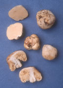 Macowanites luteolus Mushroom