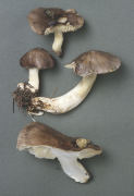 Tricholoma portentosum2 Mushroom