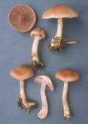 Cortinarius anomalus Mushroom
