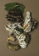 Bjerkandera adusta Mushroom