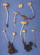Mycena luteopallens Mushroom