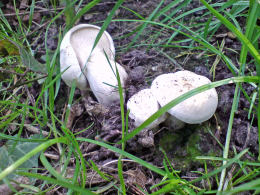 Calocybe gambosa WAS Tricholoma gambosum