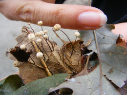 Marasmiellus ramealis