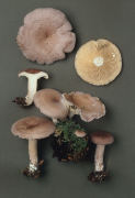 Lactarius vietus 5 Mushroom