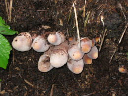 Lepiota americana2