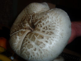Agaricus bernardii2