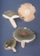 Russula heterophylla Mushroom