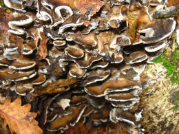 Bjerkandera fumosa2