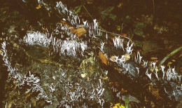 Xylaria hypoxylon2