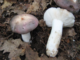 Russula cyanoxantha2F